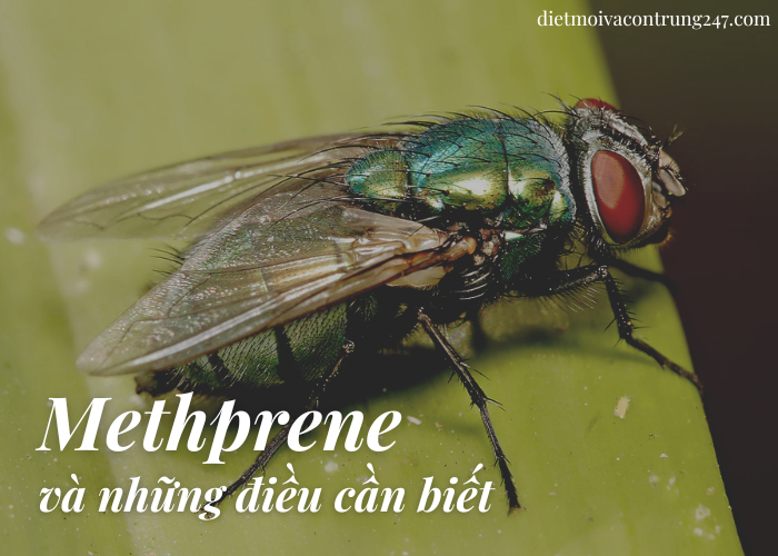 Methoprene và những điều cần biết